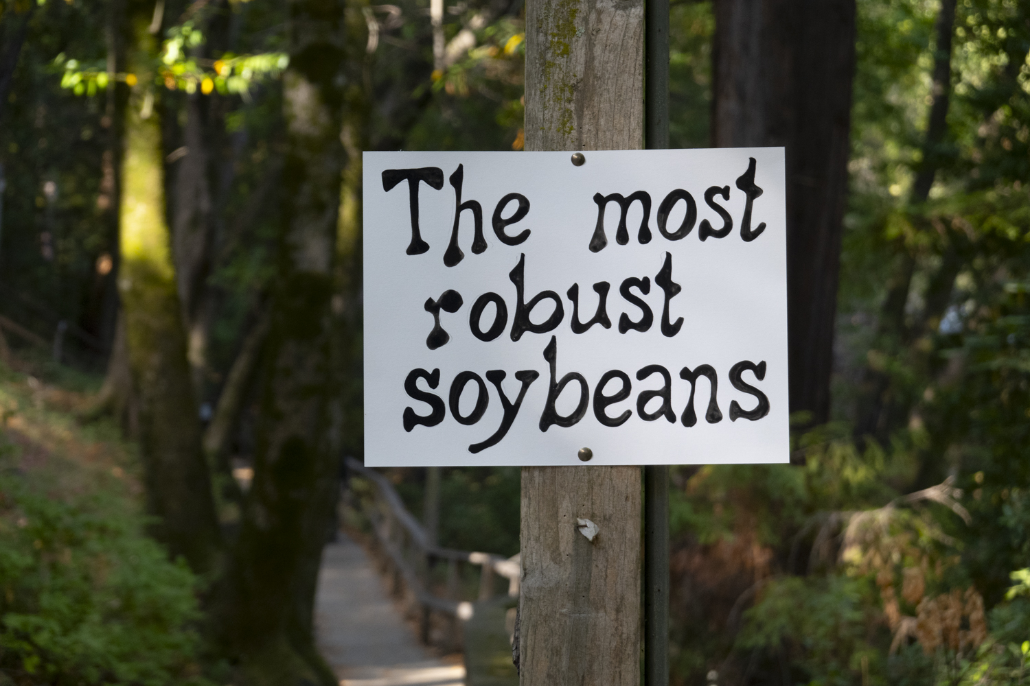 The most robust soybeans
																			 
																		
