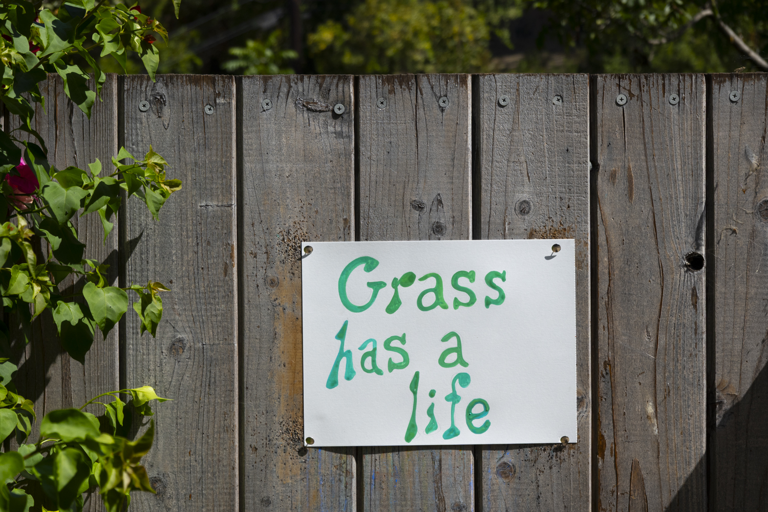 grass