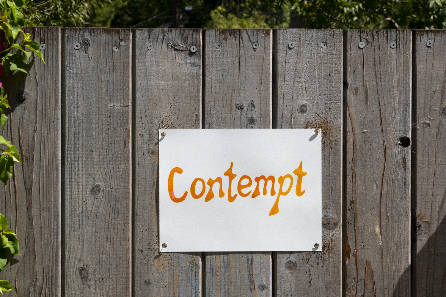 contempt