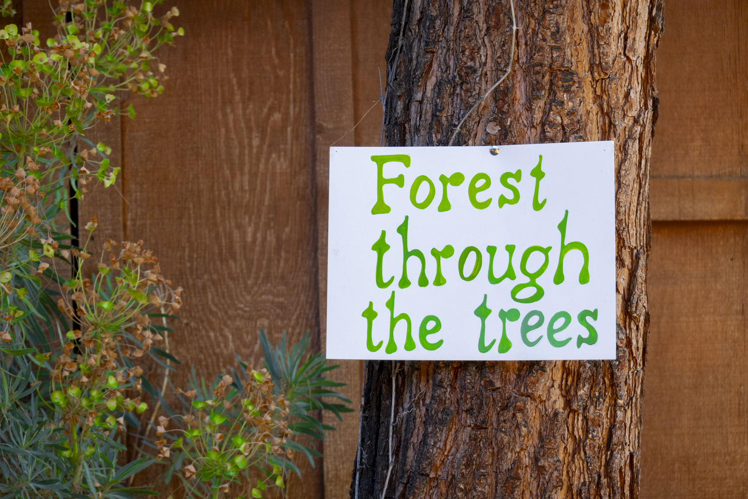 Forest throught the trees
																			 
																		