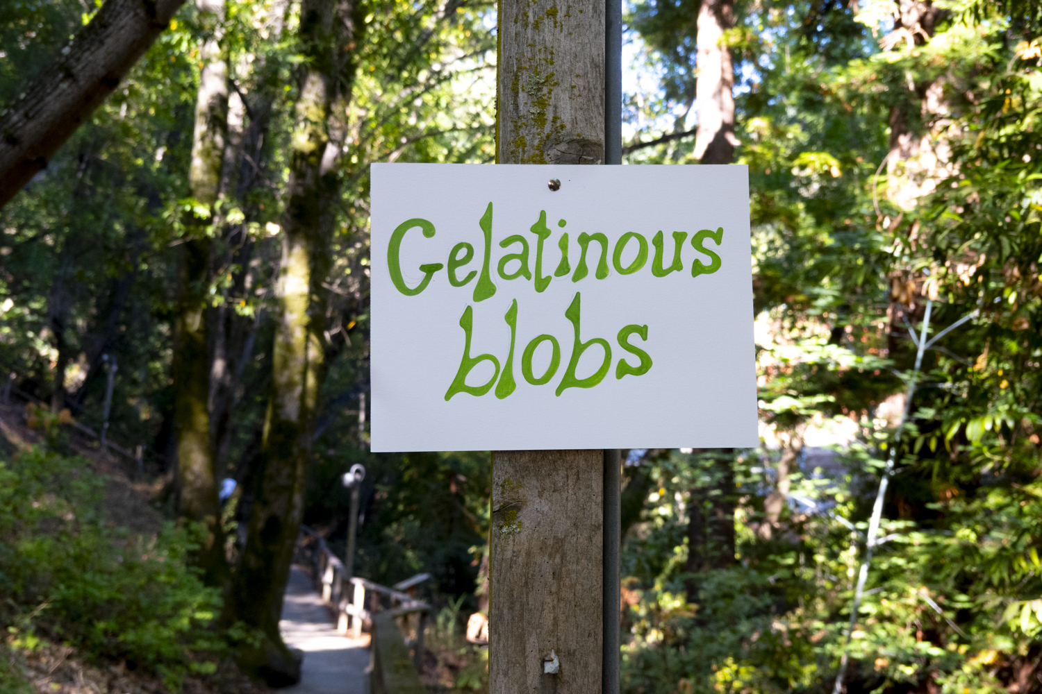 gelatinous