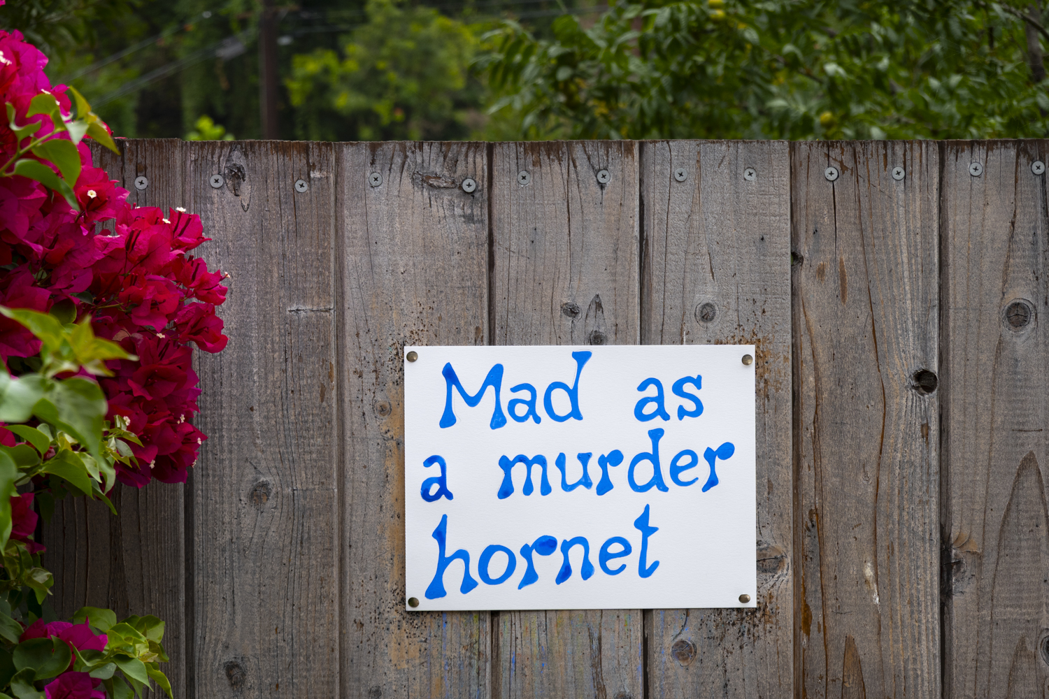 murder