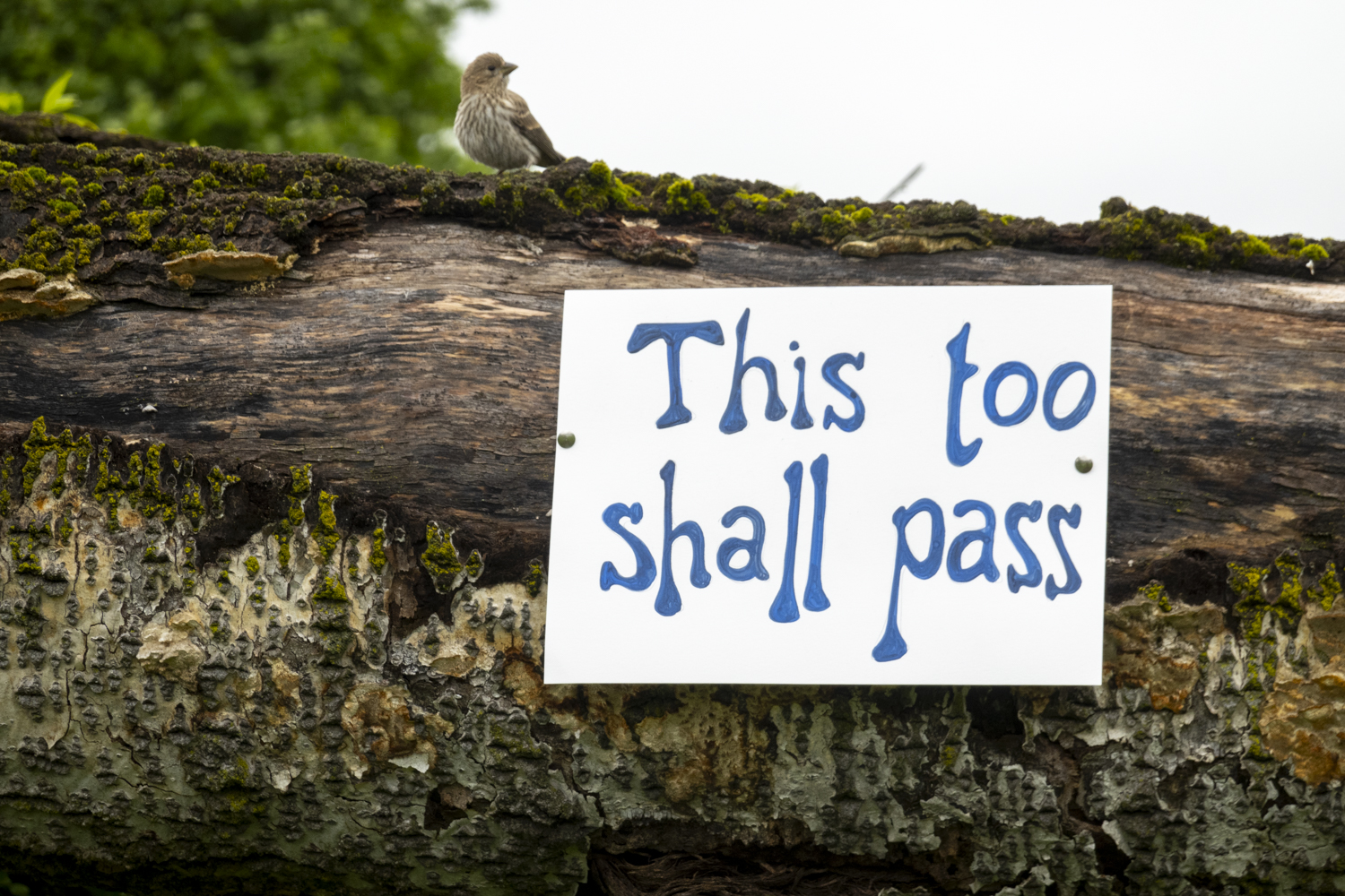 This too shall pass
																		