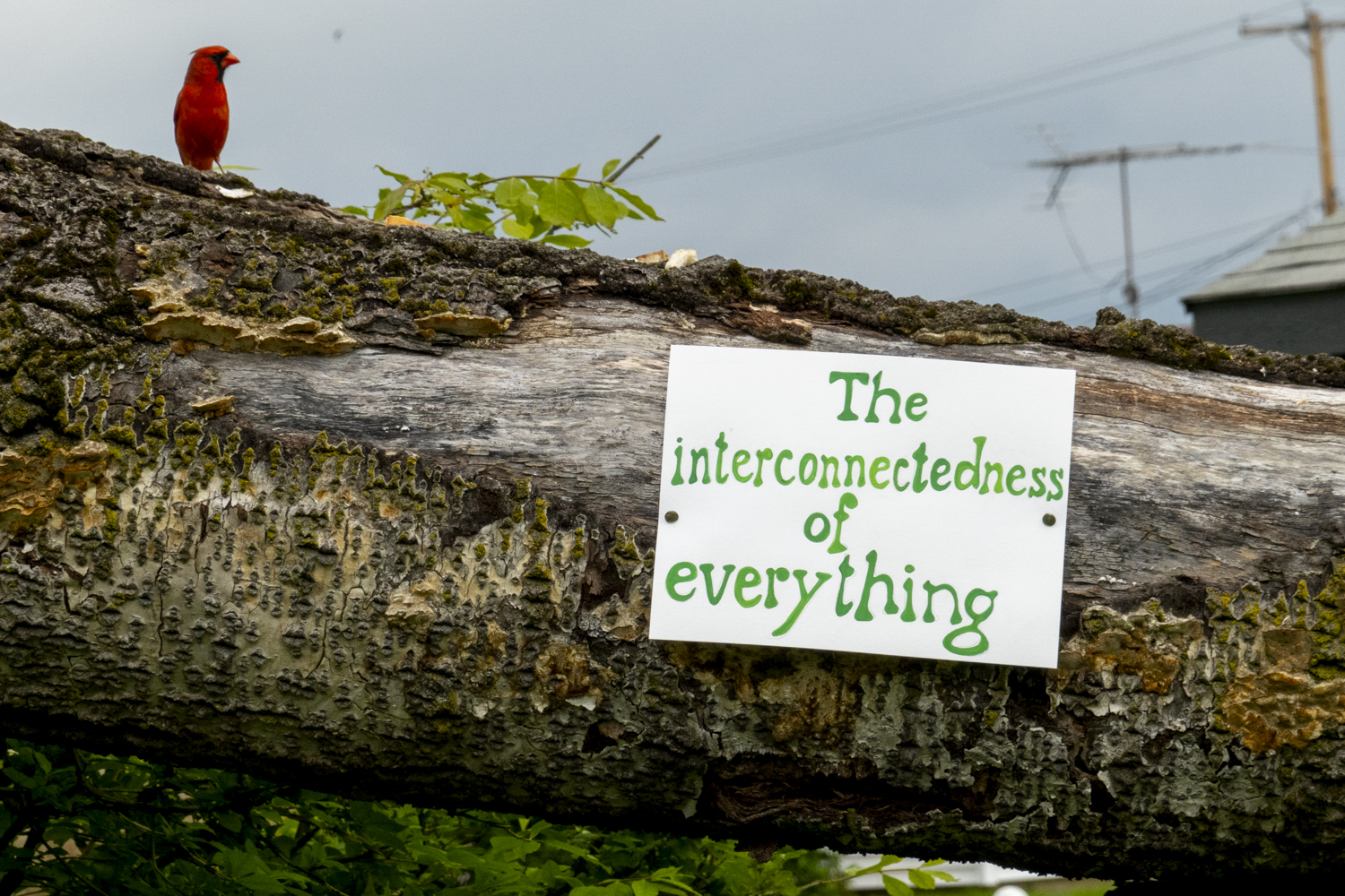 The interconnectedness of everything
																		